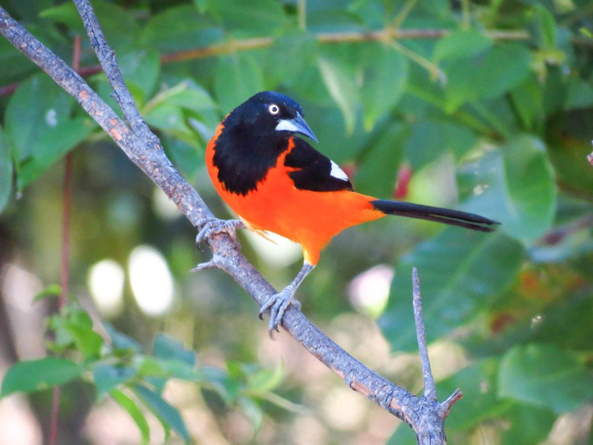 Southwild Pantanal Lodge Pixaim ภายนอก รูปภาพ