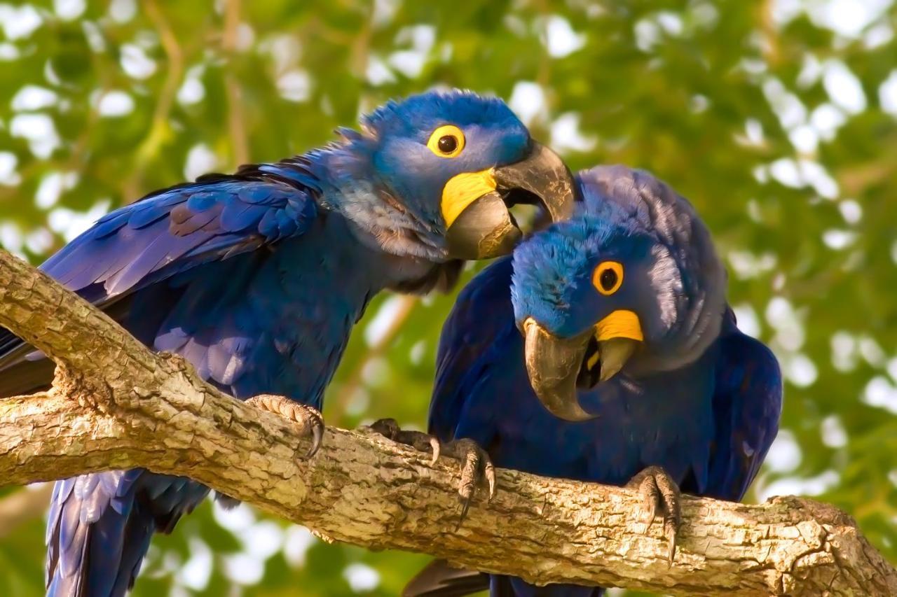Southwild Pantanal Lodge Pixaim ภายนอก รูปภาพ