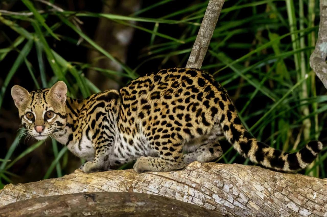 Southwild Pantanal Lodge Pixaim ภายนอก รูปภาพ