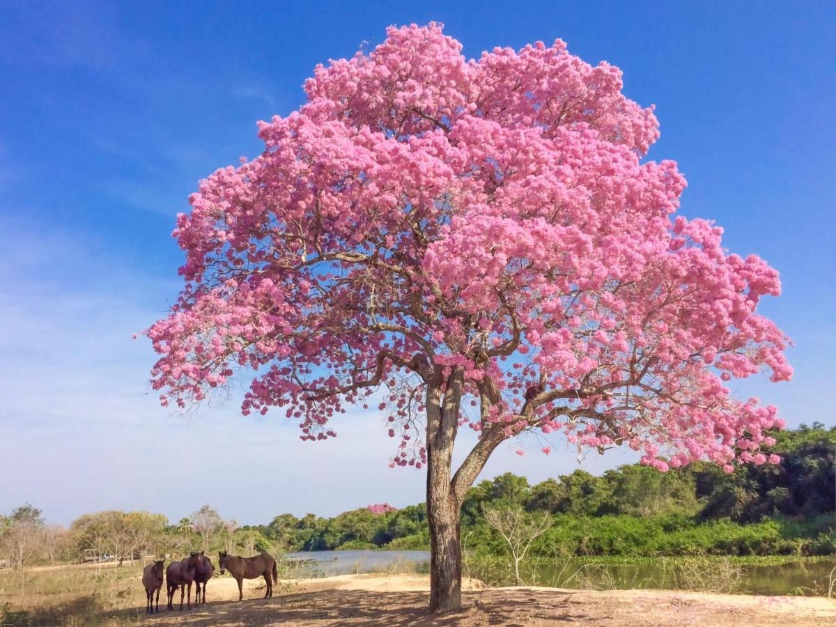 Southwild Pantanal Lodge Pixaim ภายนอก รูปภาพ