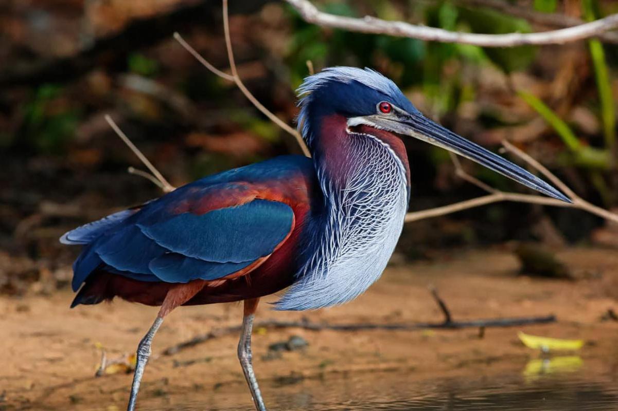 Southwild Pantanal Lodge Pixaim ภายนอก รูปภาพ