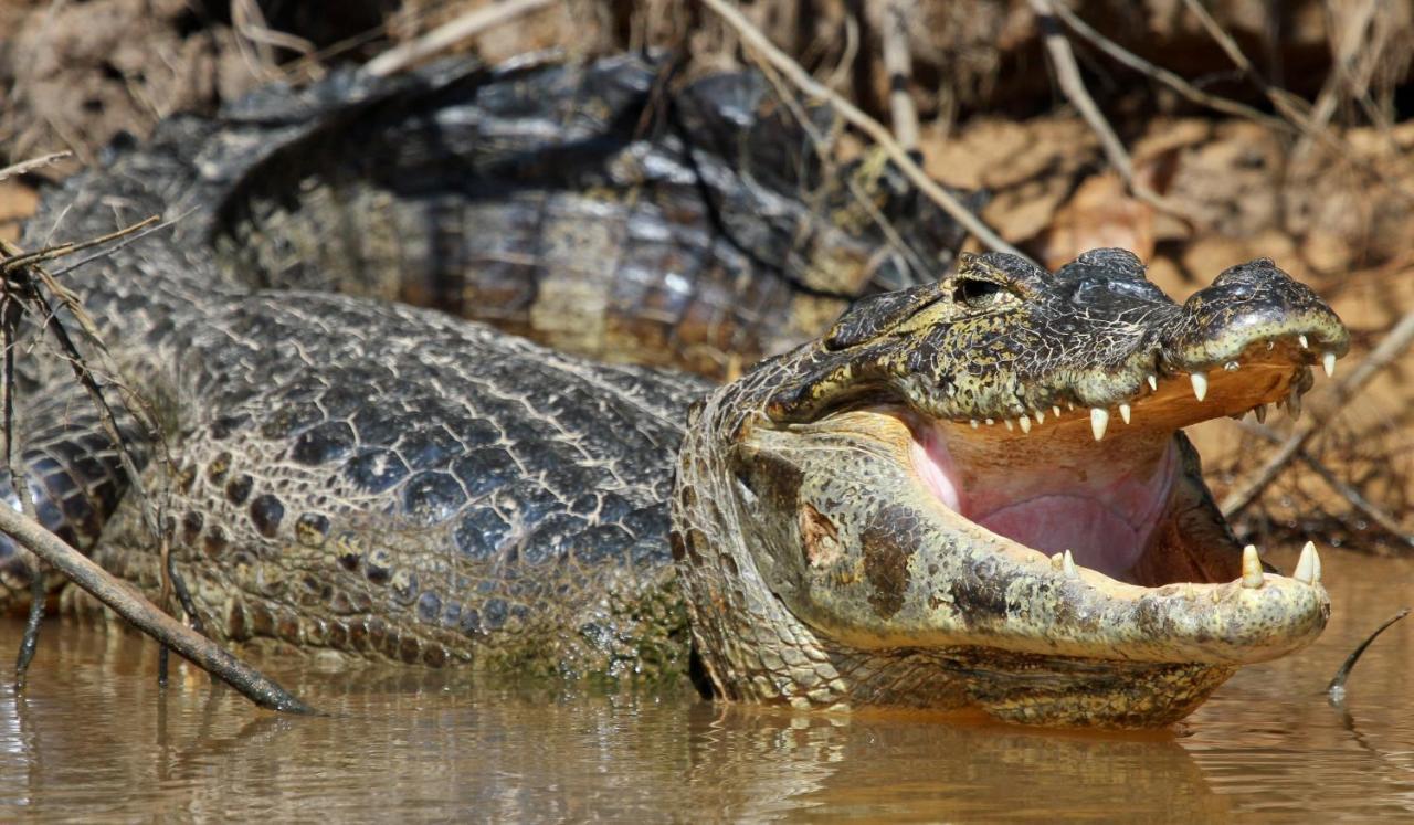 Southwild Pantanal Lodge Pixaim ภายนอก รูปภาพ