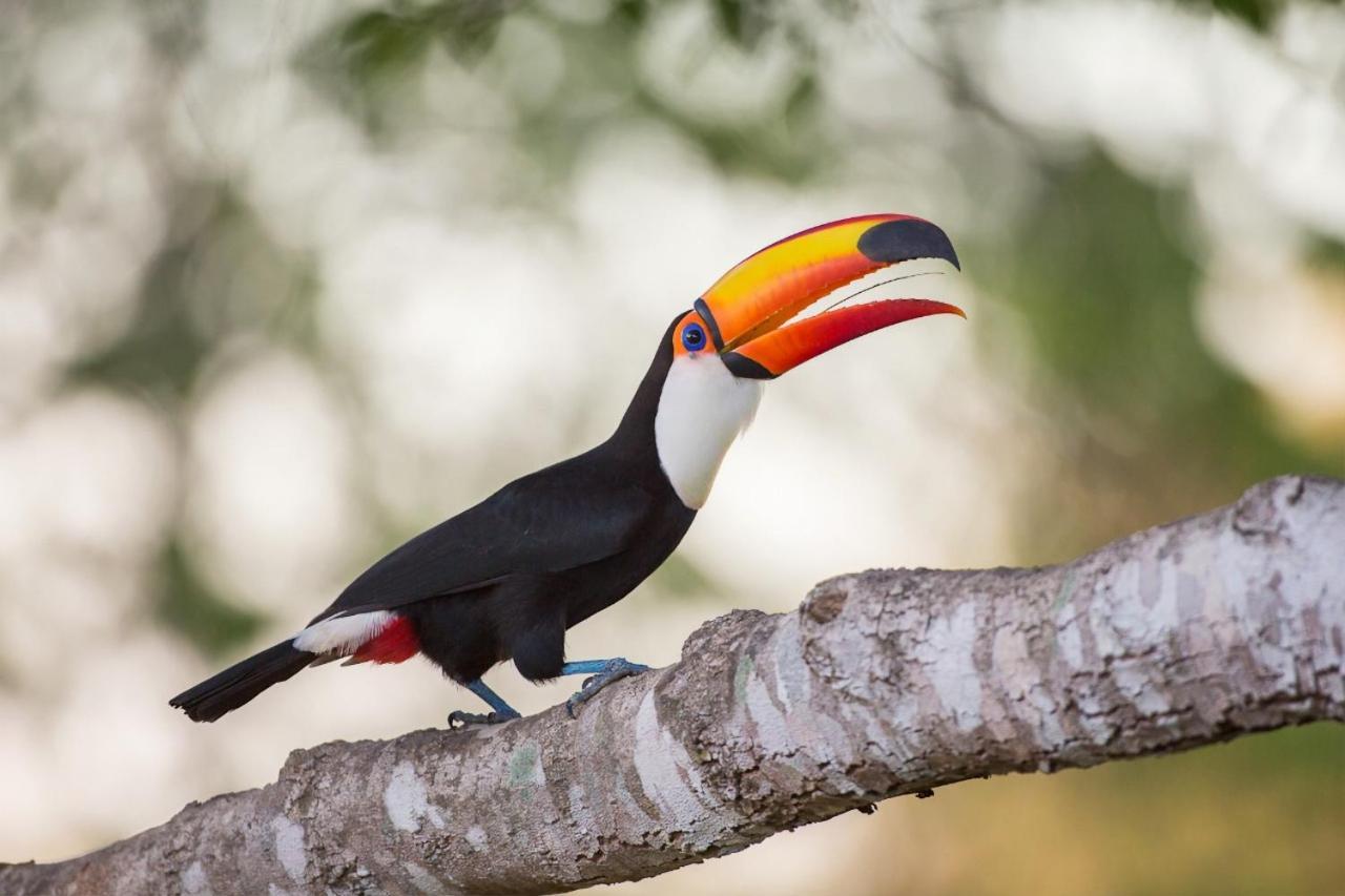 Southwild Pantanal Lodge Pixaim ภายนอก รูปภาพ