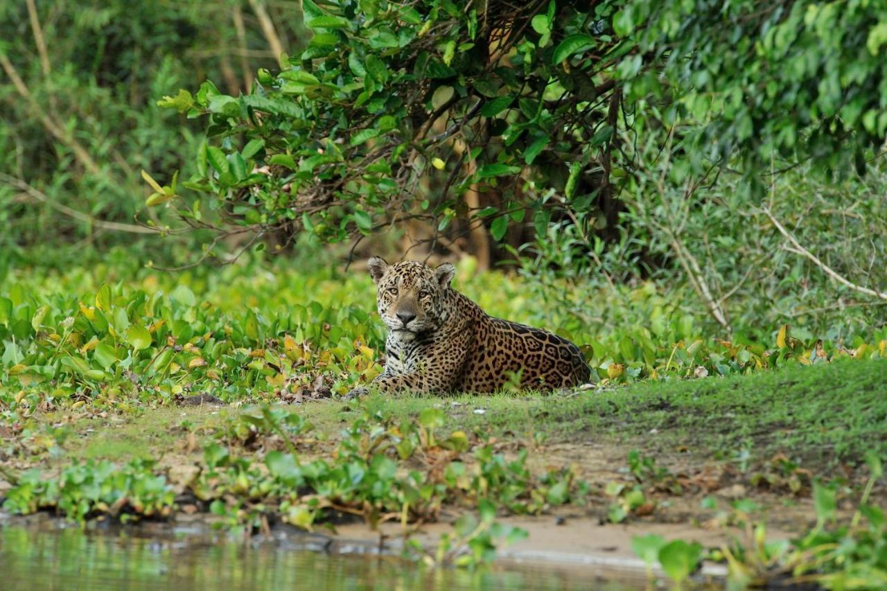 Southwild Pantanal Lodge Pixaim ภายนอก รูปภาพ