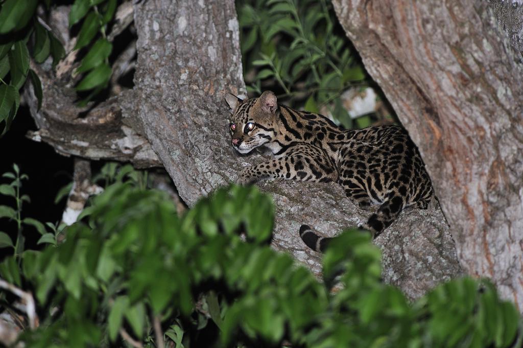 Southwild Pantanal Lodge Pixaim ภายนอก รูปภาพ