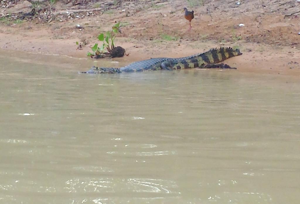 Southwild Pantanal Lodge Pixaim ภายนอก รูปภาพ