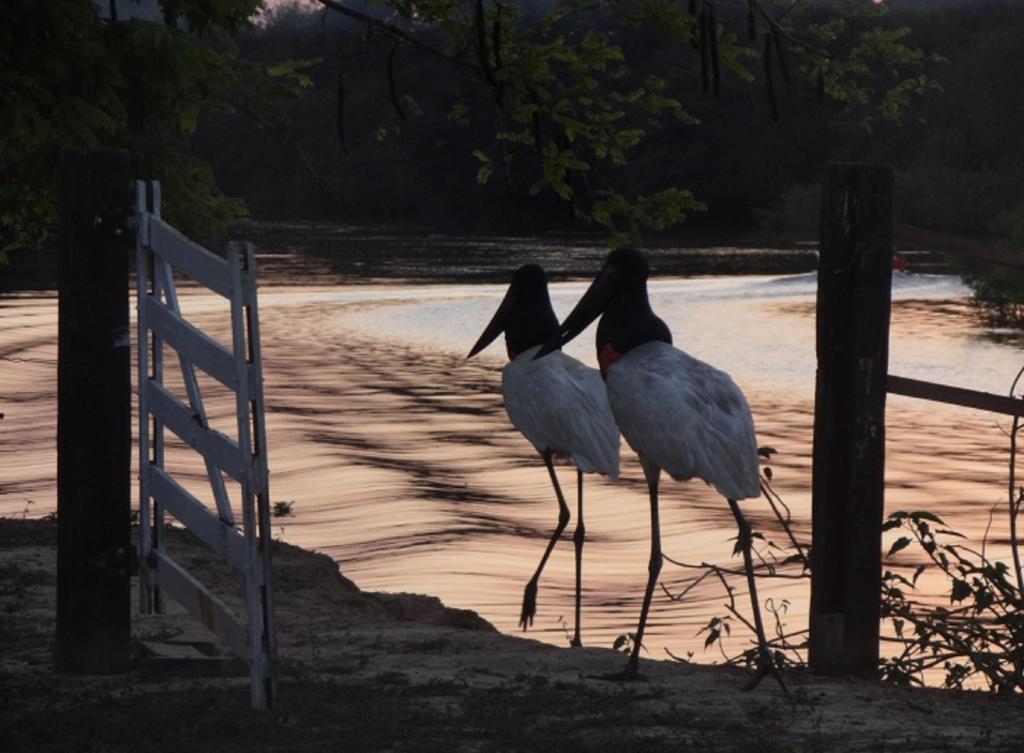 Southwild Pantanal Lodge Pixaim ภายนอก รูปภาพ